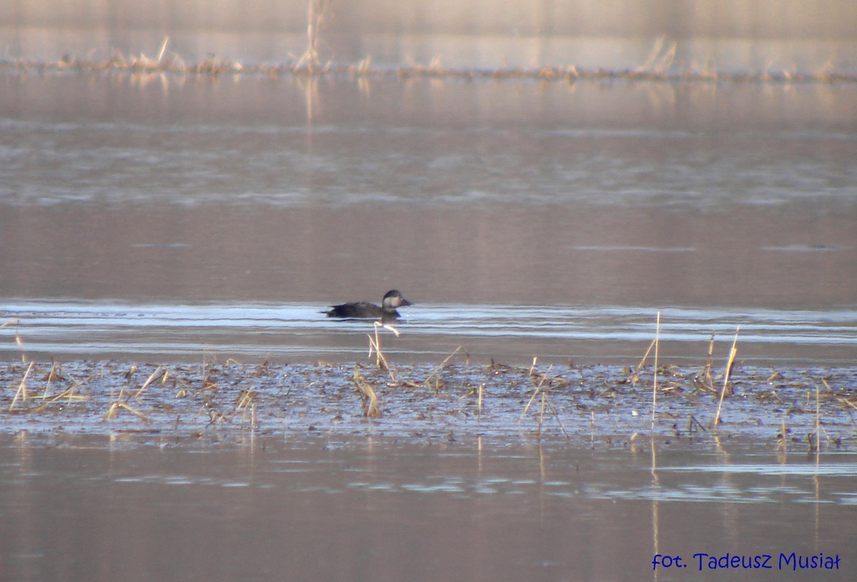 Common Scoter - ML646602912