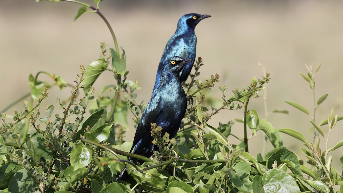 Greater Blue-eared Starling - ML646602913