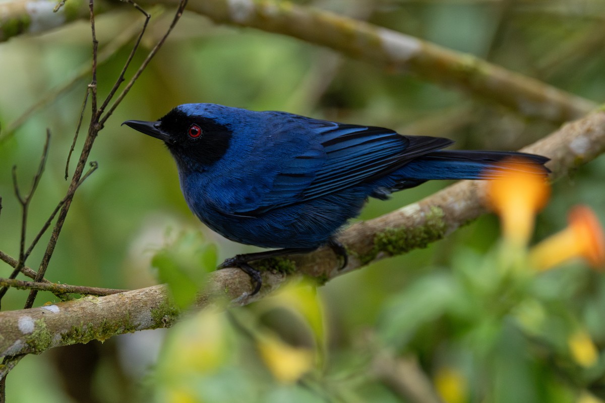 カオグロハナサシミツドリ - ML646602915