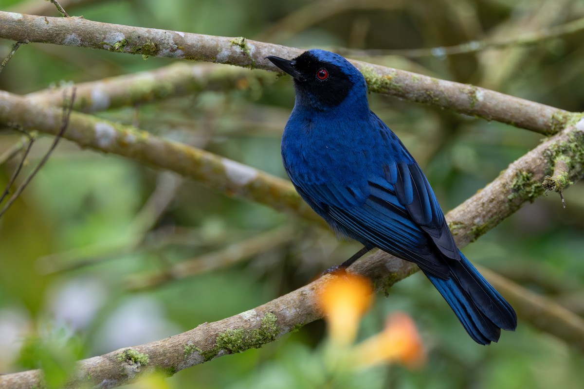 カオグロハナサシミツドリ - ML646602916