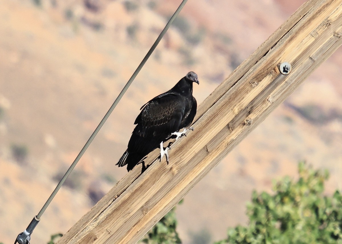 Turkey Vulture - ML646602917