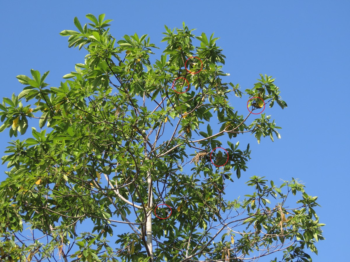 Sri Lanka Green-Pigeon - ML646602918