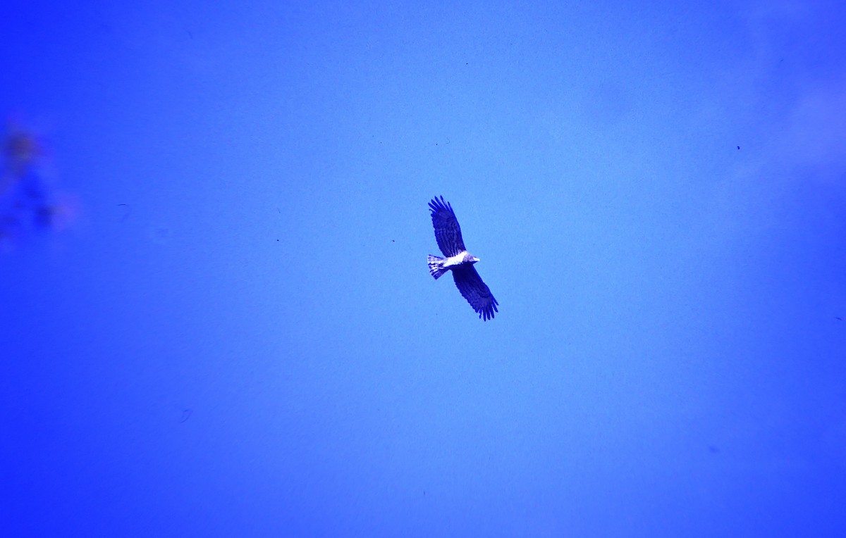 Yılan Kartalı - ML646602919