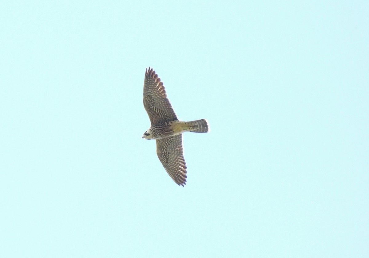 Peregrine Falcon (Tundra) - ML646602921