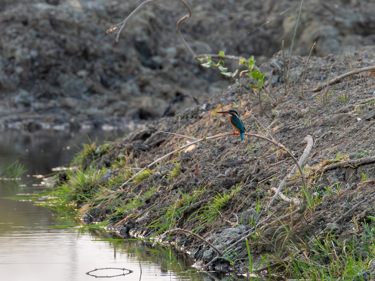 Martín Pescador Común (grupo atthis) - ML646602923