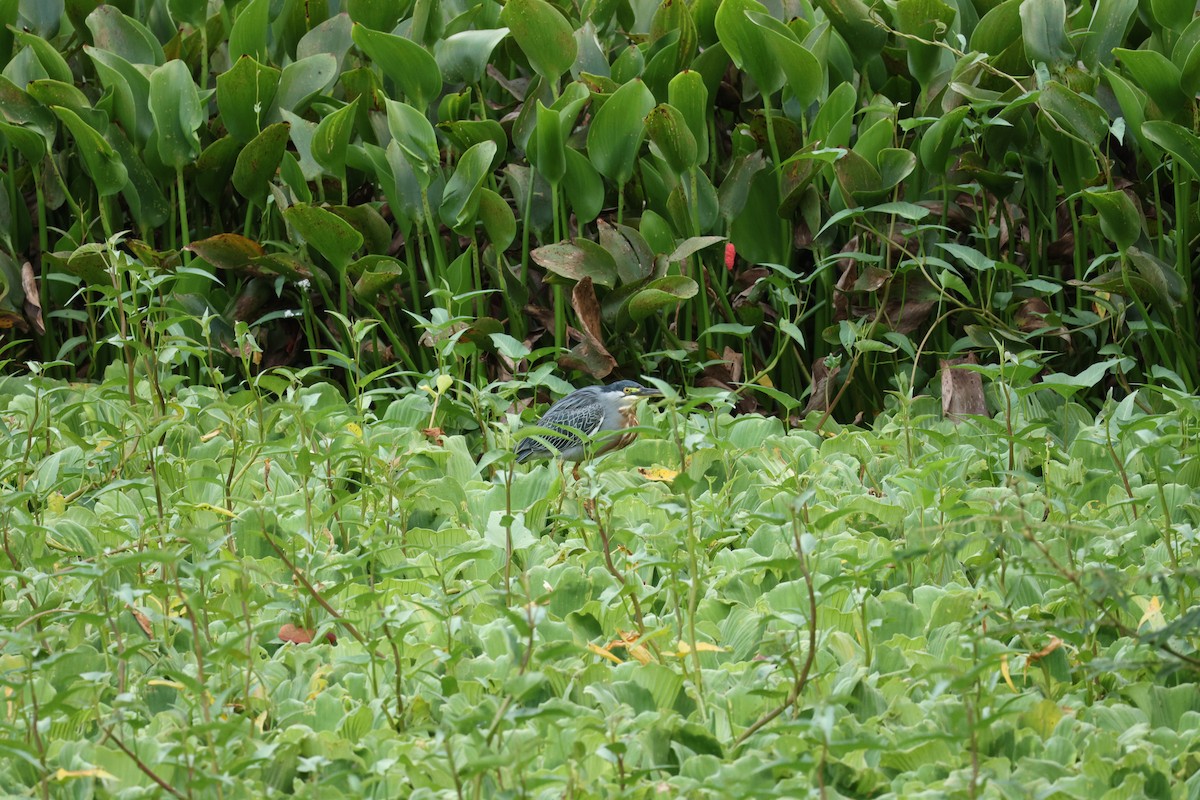 Striated Heron - ML646602926