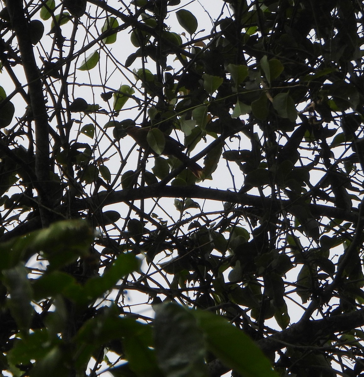 Рыжий филидор - ML646602927