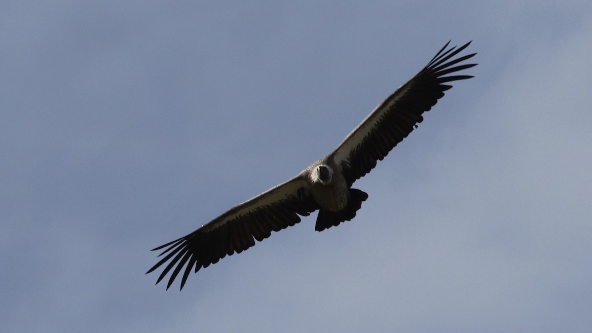 White-backed Vulture - ML646602928