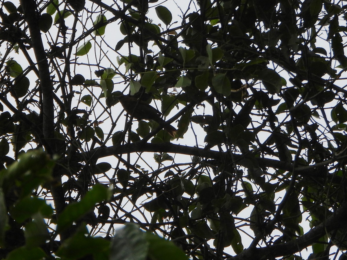 Рыжий филидор - ML646602929