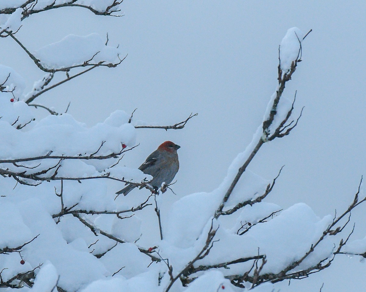 ギンザンマシコ - ML646602932