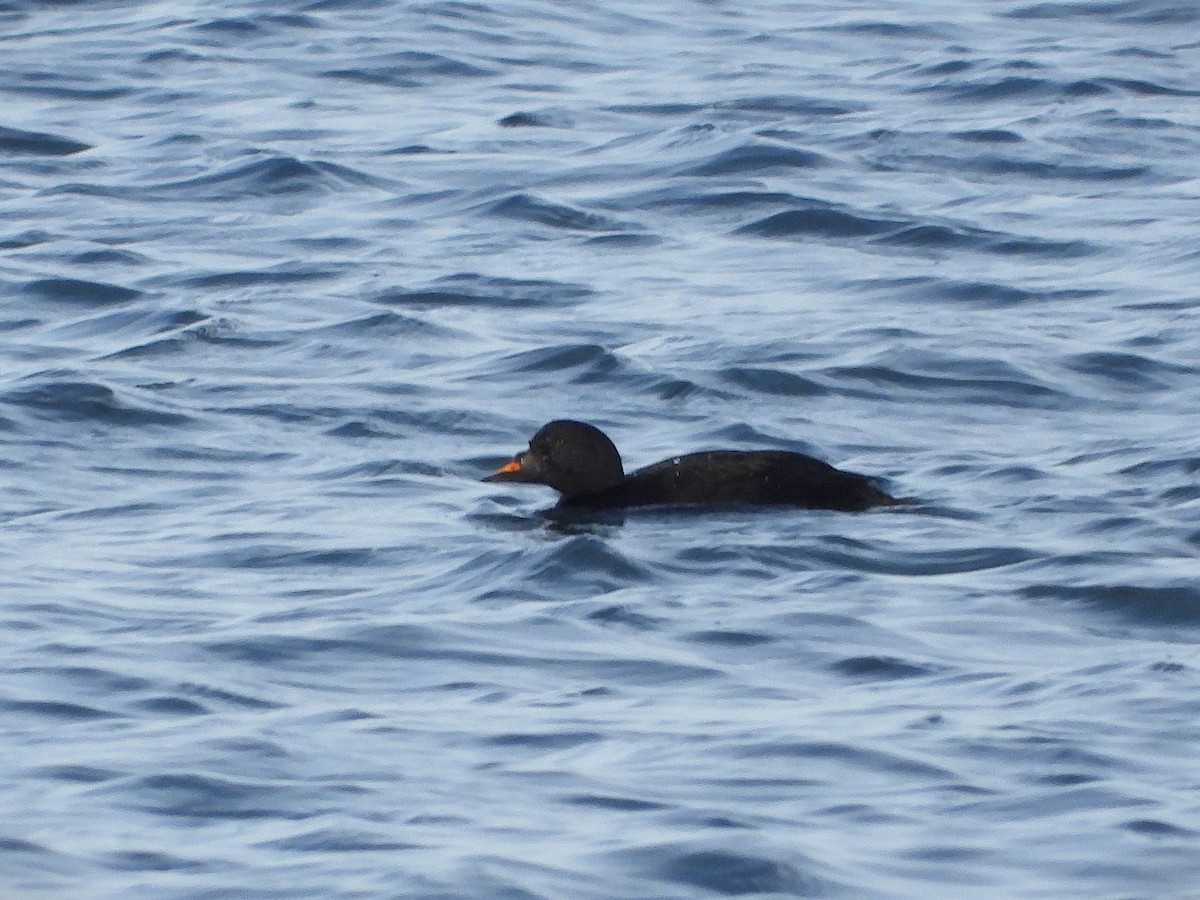 Ahatebeltz eurasiarra - ML646602934