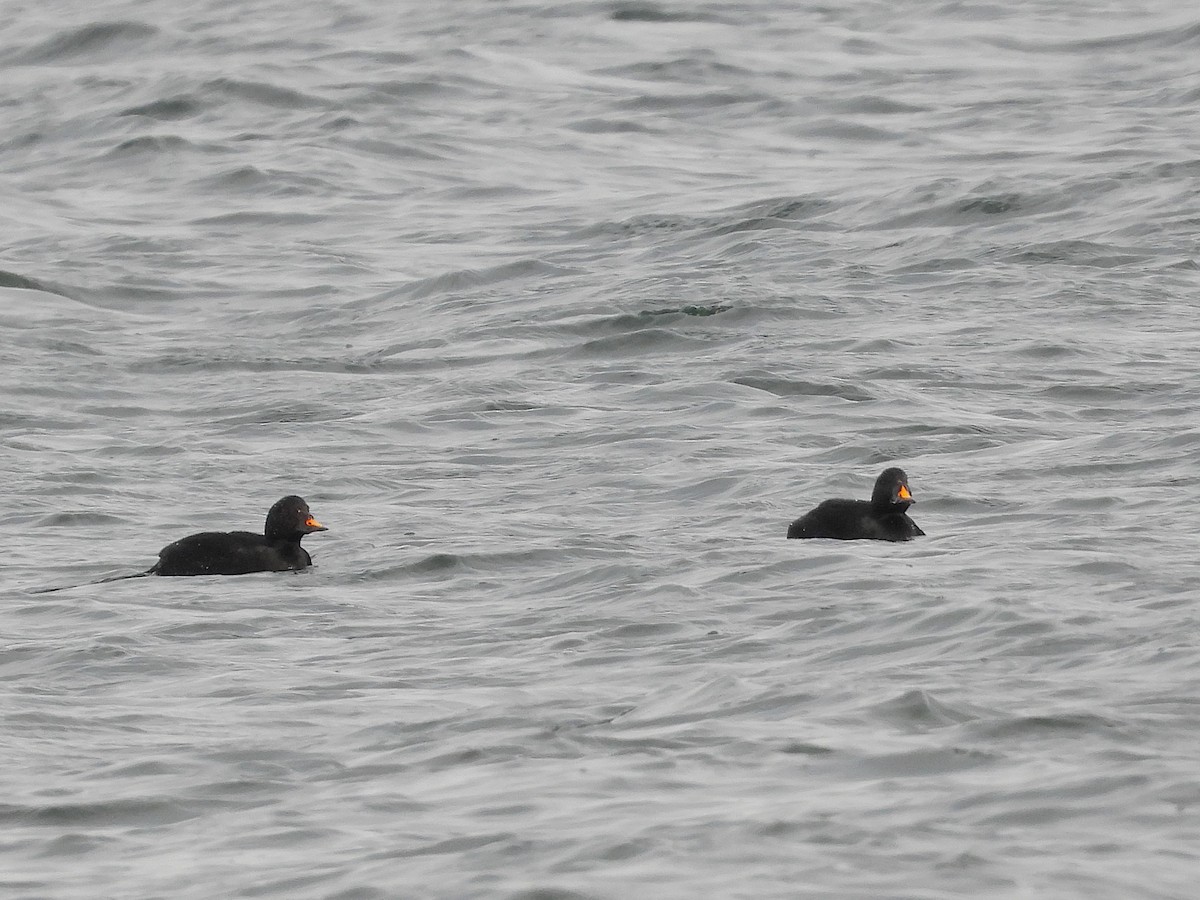 Ahatebeltz eurasiarra - ML646602935