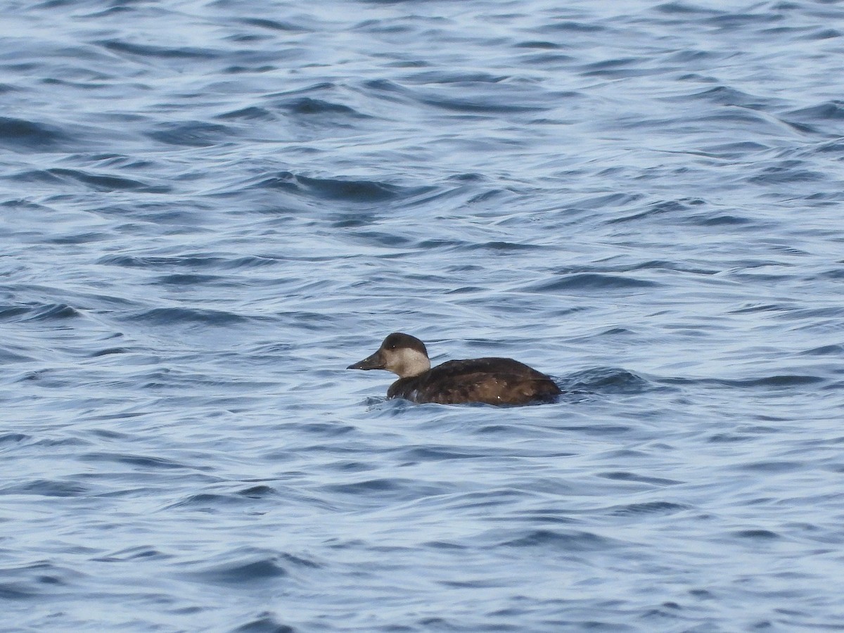 Ahatebeltz eurasiarra - ML646602936