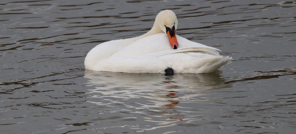 疣鼻天鵝 - ML646602937