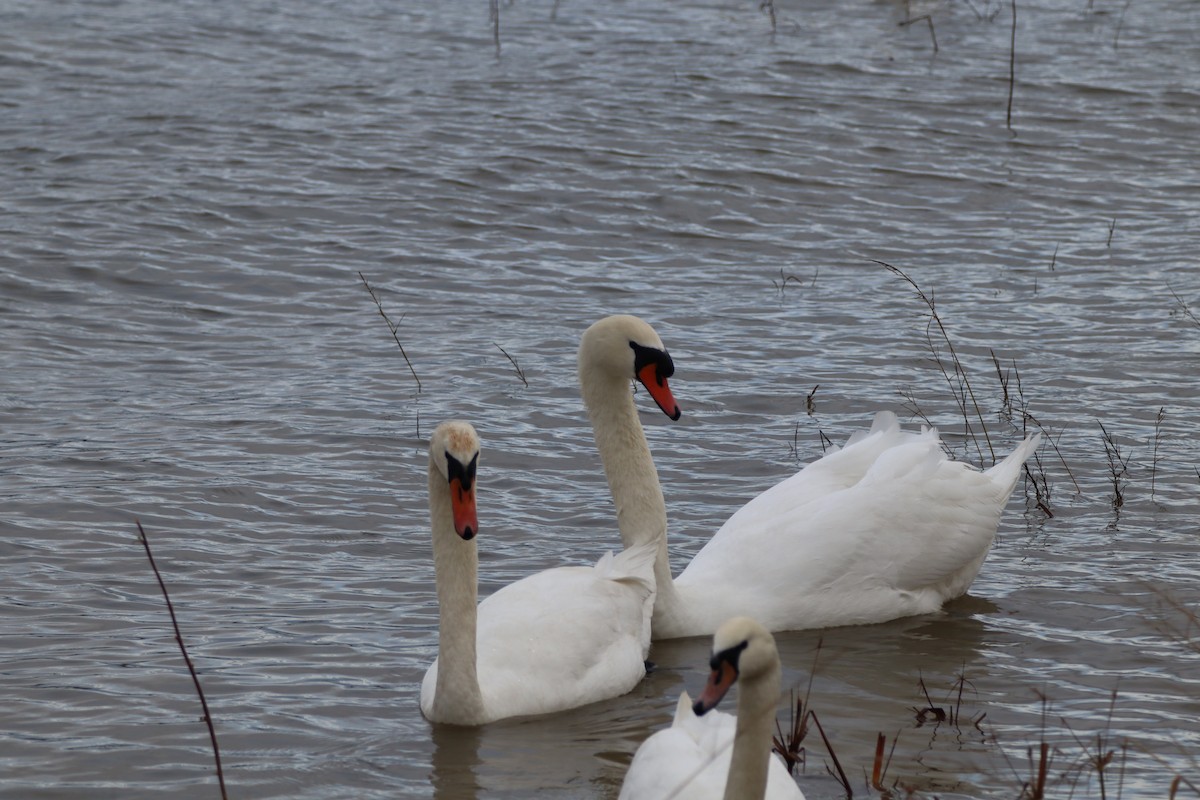 疣鼻天鵝 - ML646602938