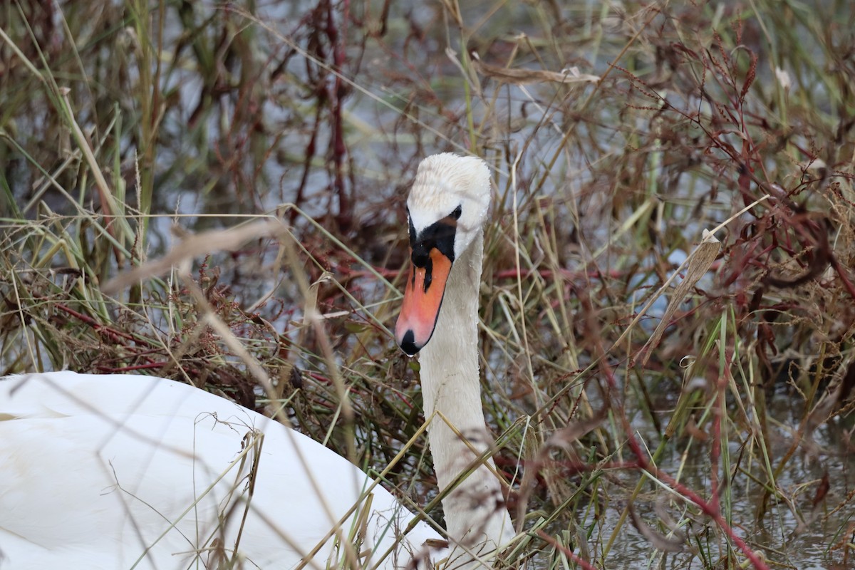 疣鼻天鵝 - ML646602939