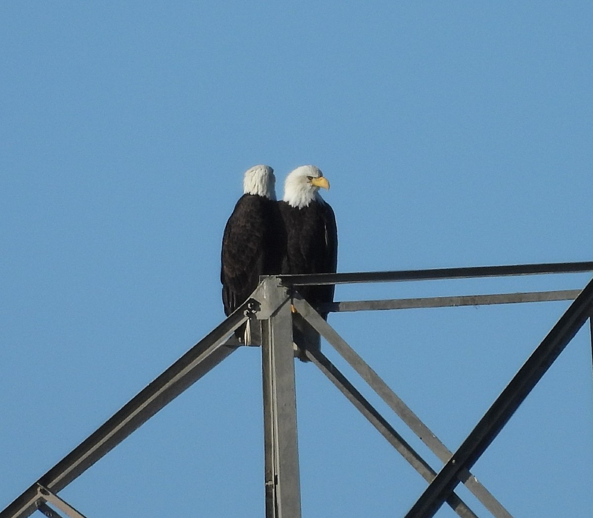 Bald Eagle - ML646602941