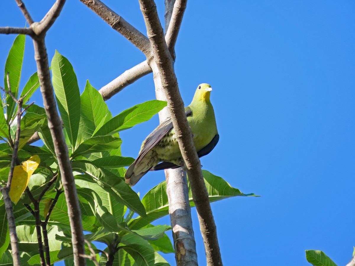 Sri Lanka Green-Pigeon - ML646602953