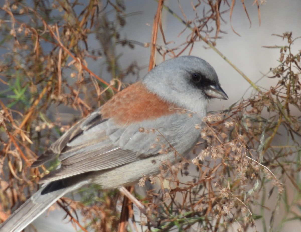 Юнко сірий (підвид dorsalis) - ML646602954