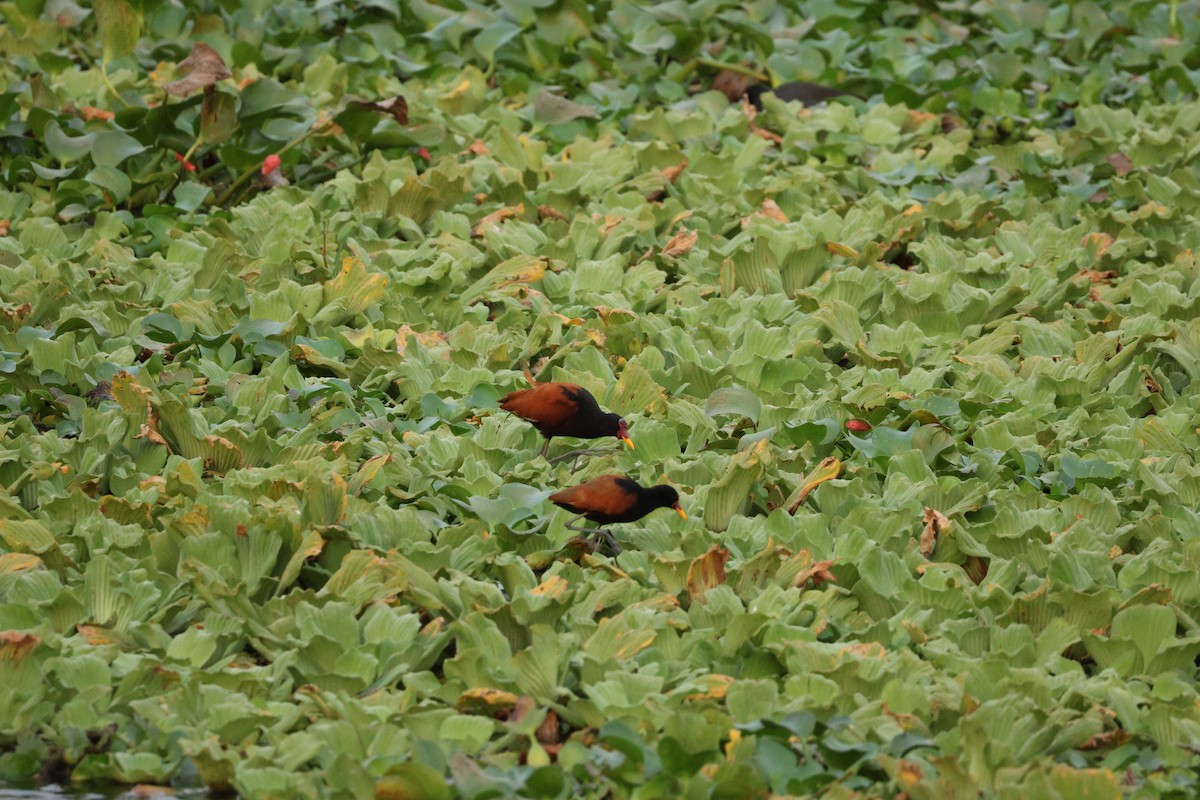 Wattled Jacana - ML646602955
