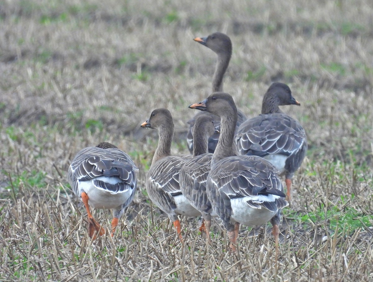 Tundra Bean-Goose - ML646602956