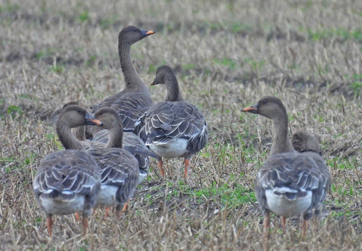 Tundra Bean-Goose - ML646602957