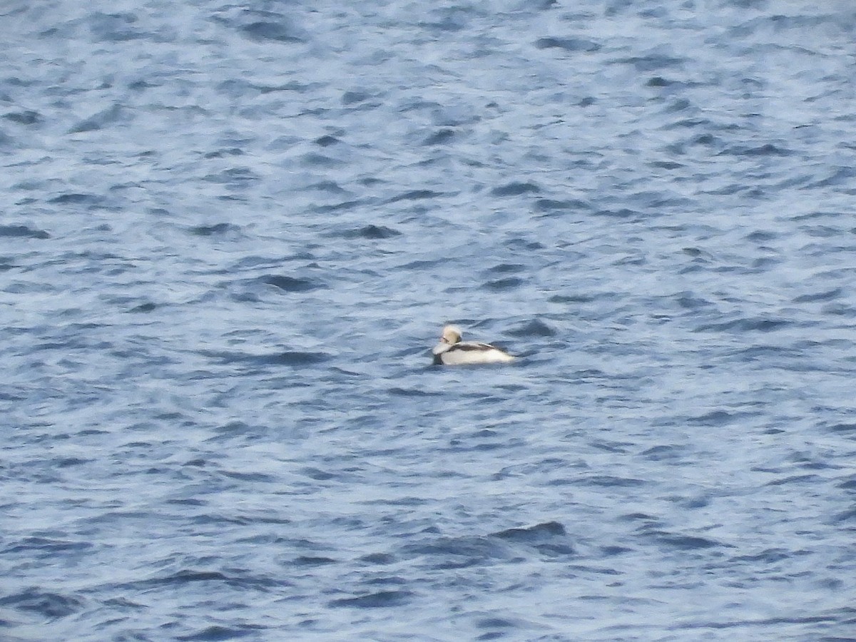 Long-tailed Duck - ML646602958