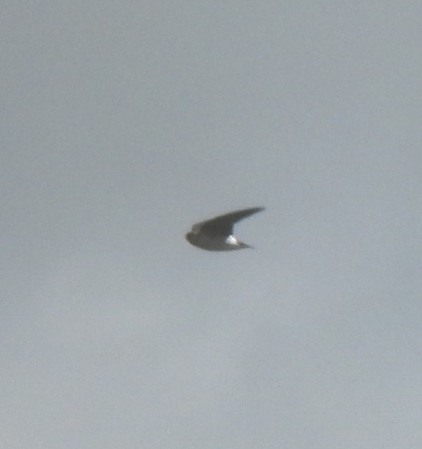 swallow sp. - ML646602960