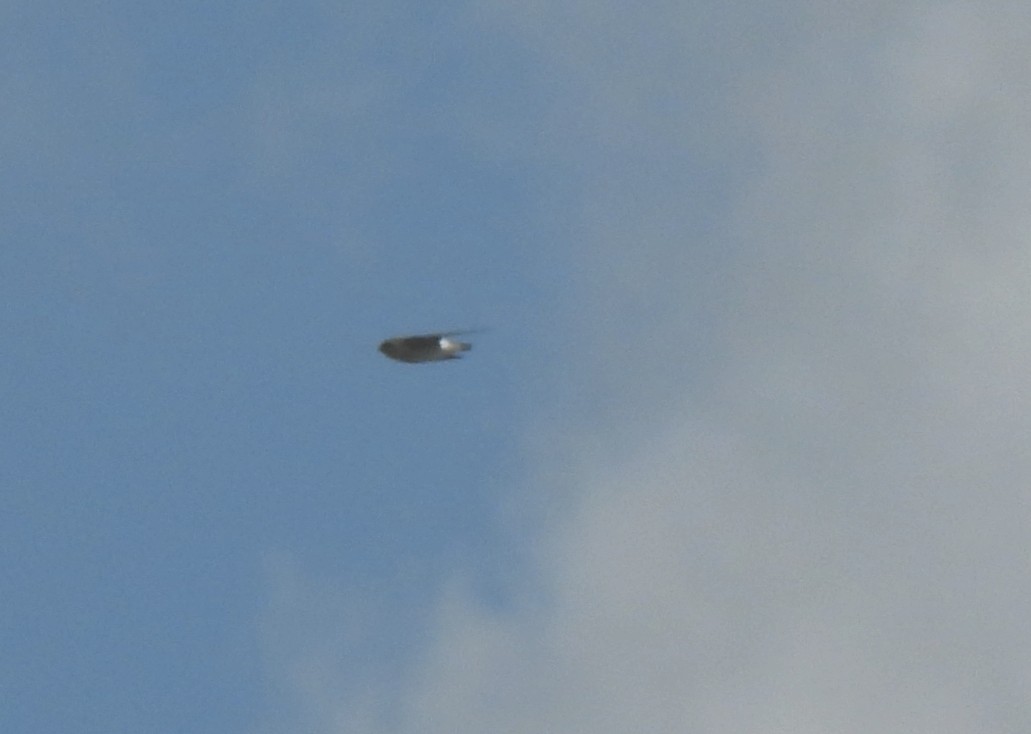 swallow sp. - ML646602961