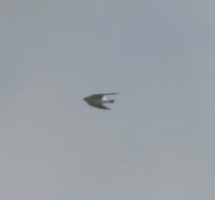 swallow sp. - ML646602962