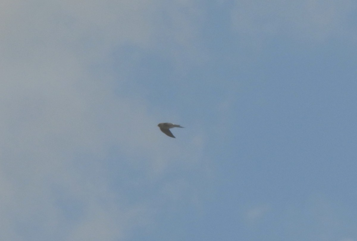 swallow sp. - ML646602963