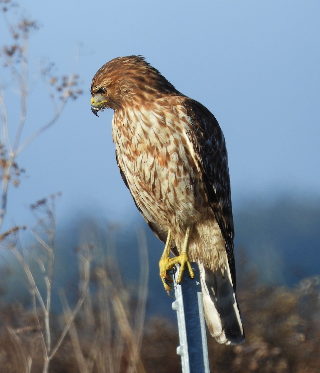Red-shouldered Hawk - ML646602964