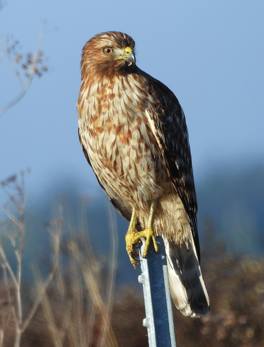 Red-shouldered Hawk - ML646602965