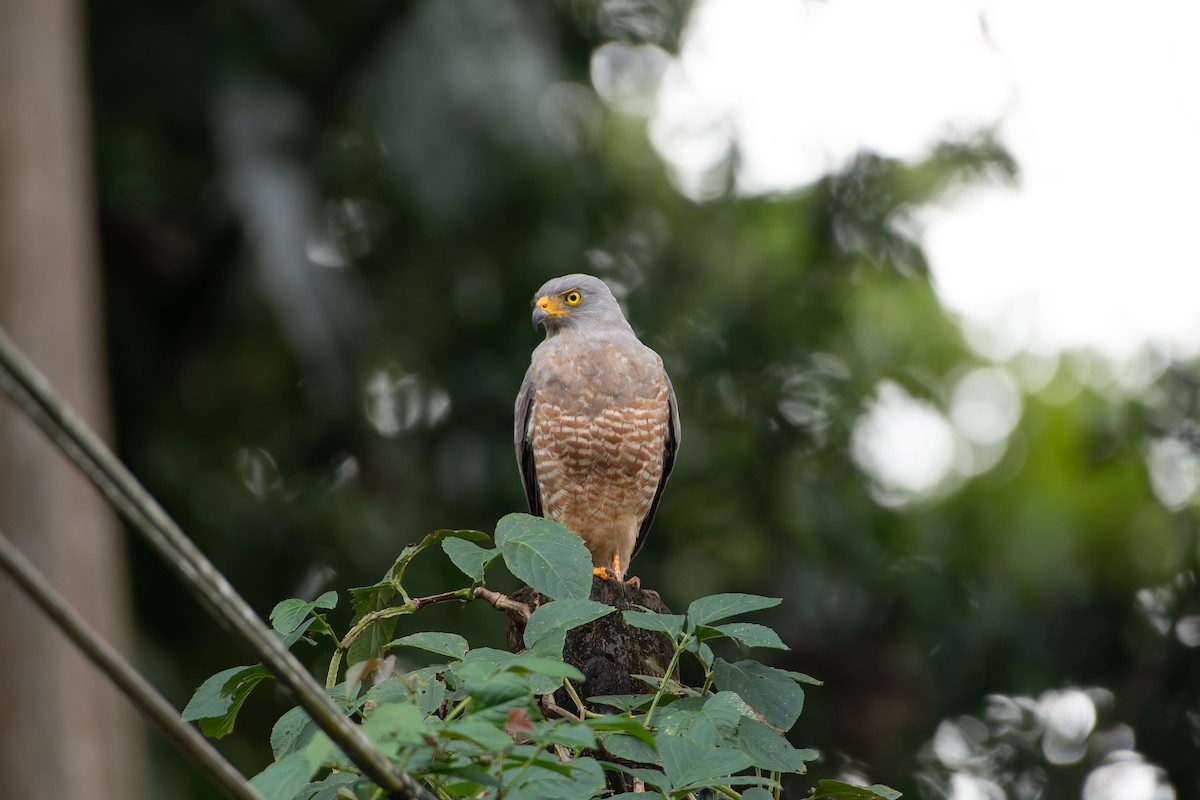 Buse à gros bec - ML646602966