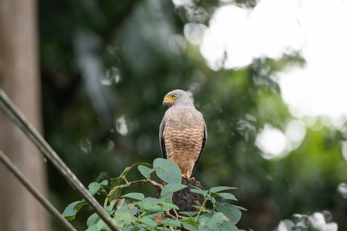 Buse à gros bec - ML646602967