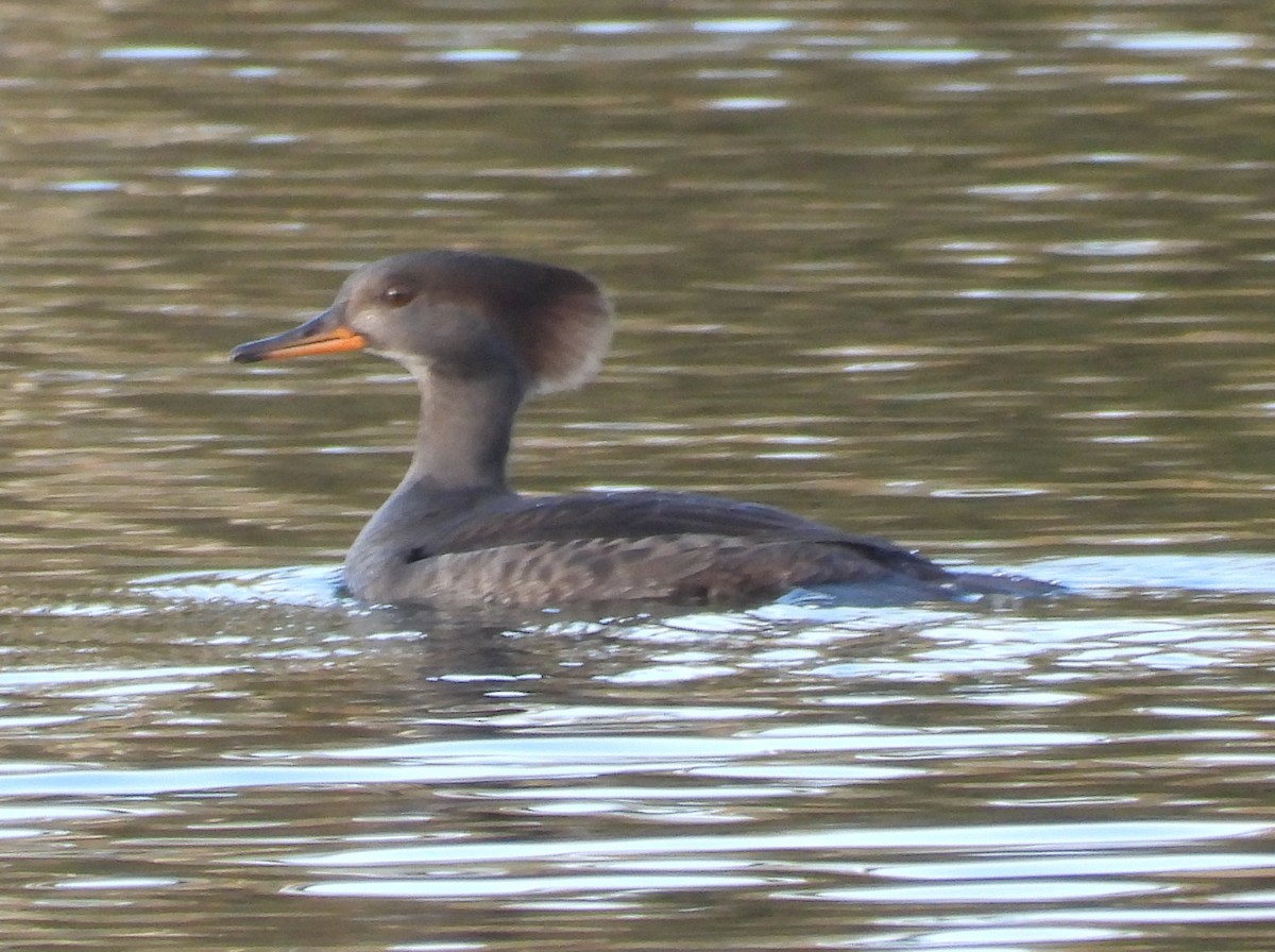 hjelmfiskand - ML646602968