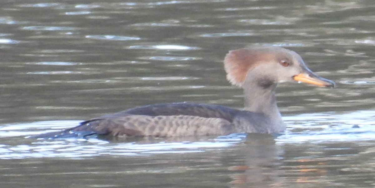 hjelmfiskand - ML646602969