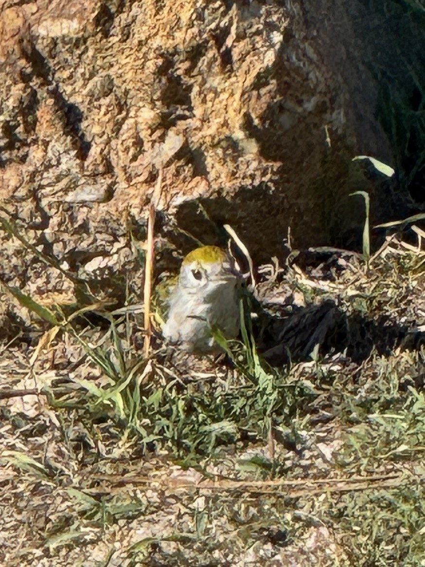 סבכון צהוב-כיפה - ML646602970