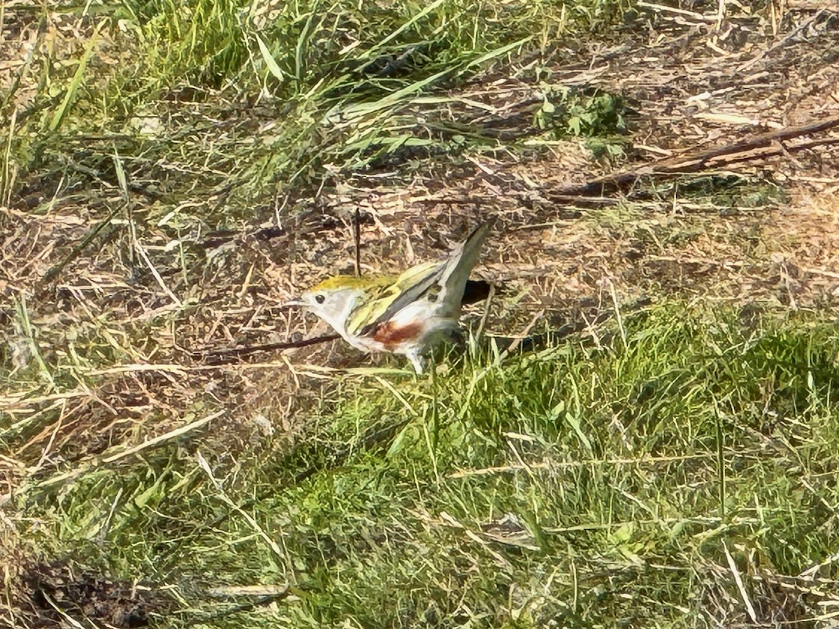 lesňáček rezavoboký - ML646602971