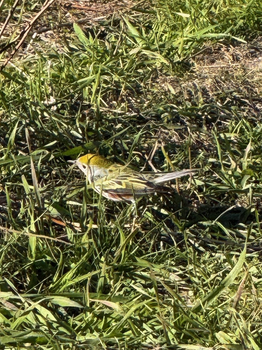 lesňáček rezavoboký - ML646602972