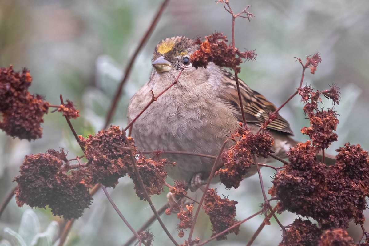 Golden-crowned Sparrow - ML646602973