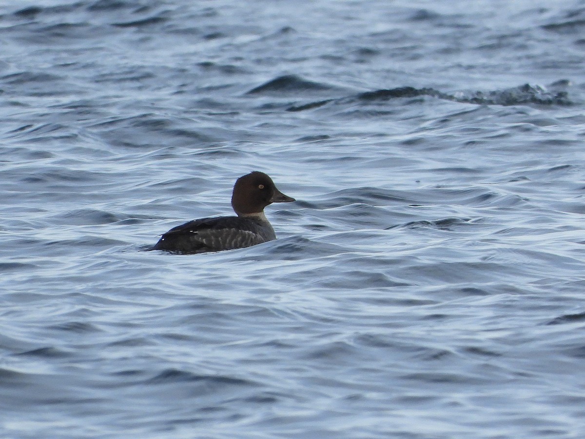 Common Goldeneye - ML646602974