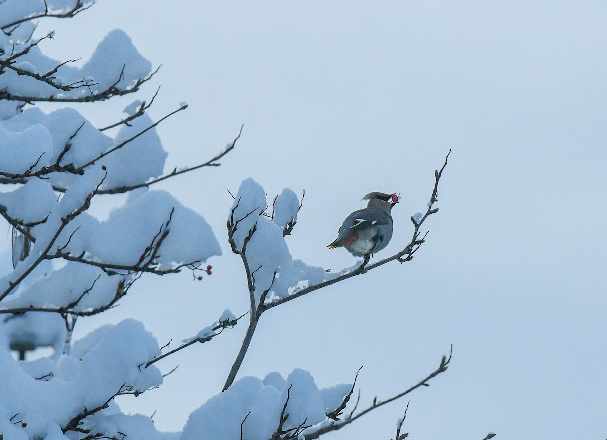 キレンジャク - ML646602975