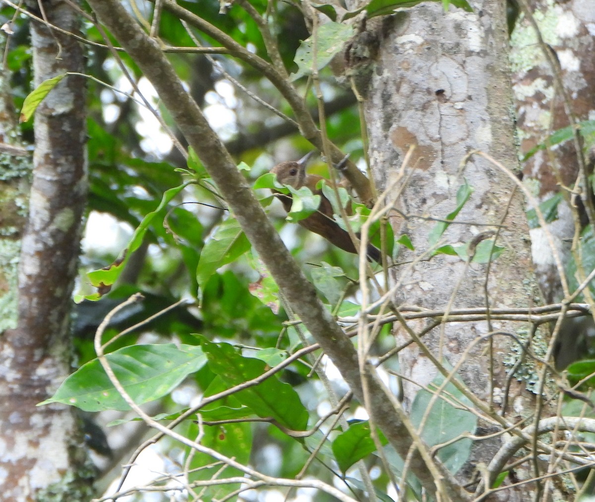 Дымчатый дятел - ML646602978