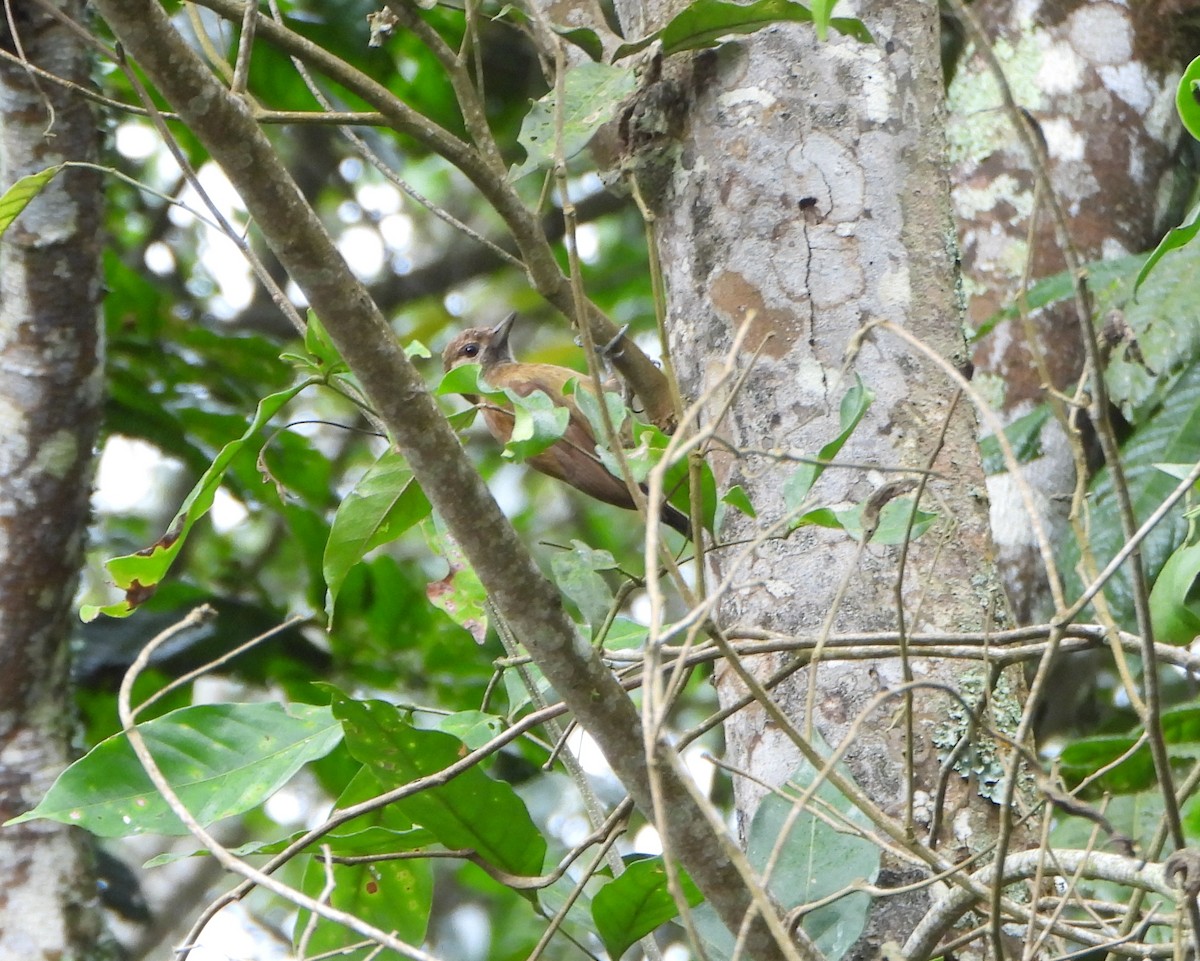 Дымчатый дятел - ML646602979