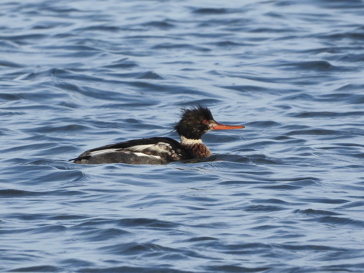 ウミアイサ - ML646602980