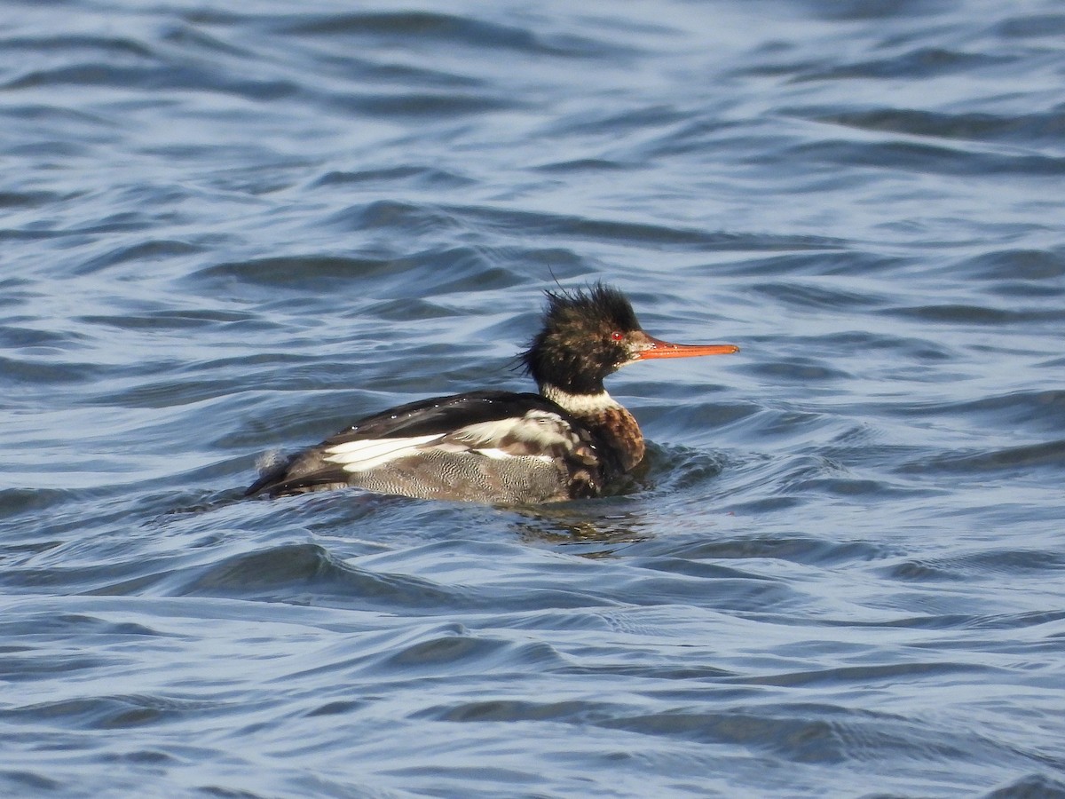 ウミアイサ - ML646602981