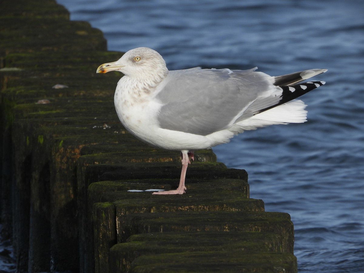 European Herring Gull - ML646602984