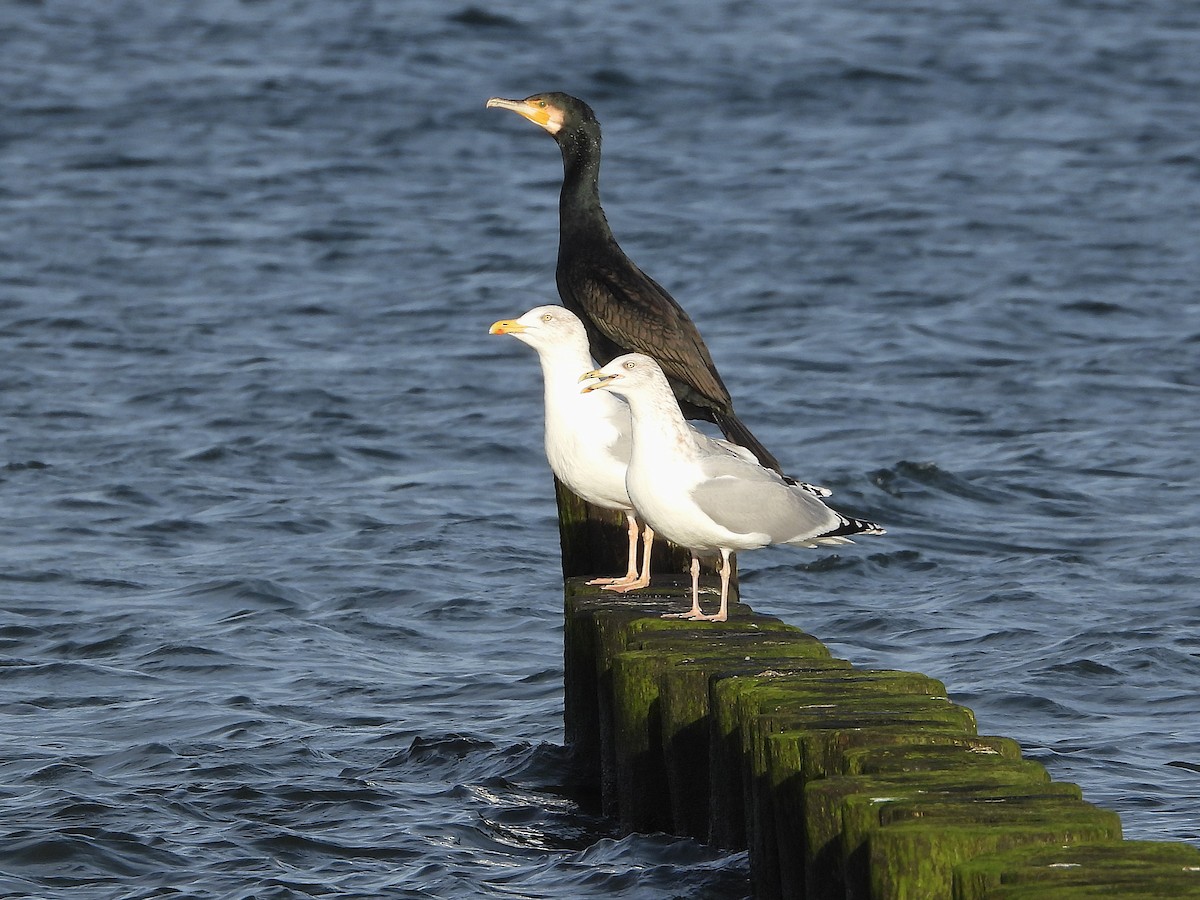 European Herring Gull - ML646602985