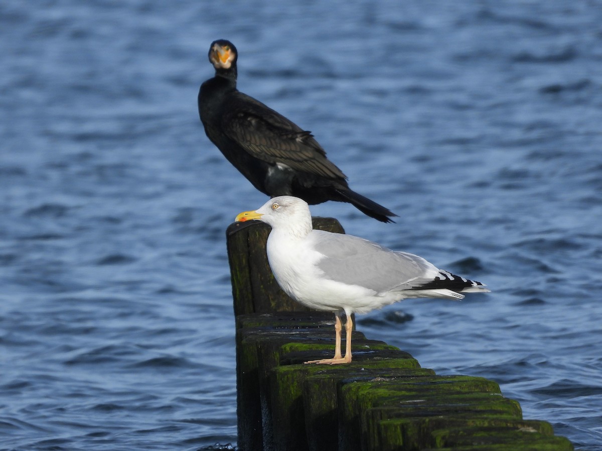 European Herring Gull - ML646602986